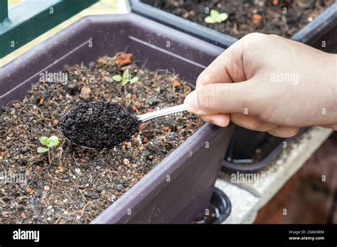 Le Marc De Caf Est Ajout La Plante De Basilic De B B Comme Engrais