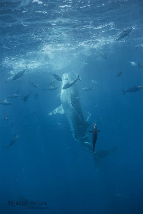 Requin Baleine Rhincodon Typus Nosy Be Antoine Baglan Flickr