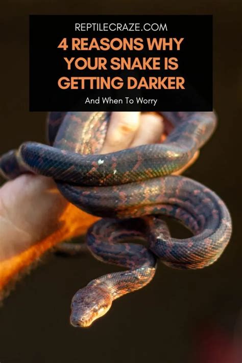 4 Reasons Why Your Snake Is Getting Darker Reptile Craze