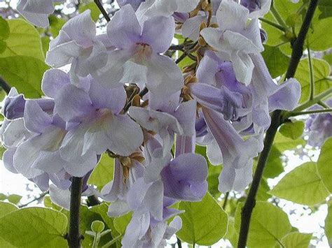 Bignoniaceae Paulownia Tomentosa Var Tsinlingensis Tree