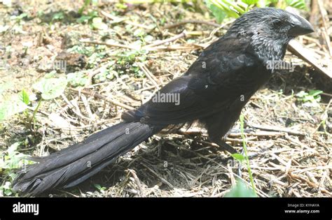 A Smooth Billed Ani Crotophaga Ani Yasuni National Park Amazon