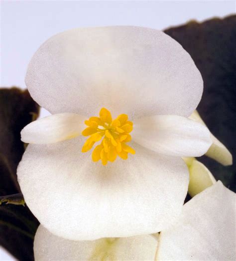 Бегония вечноцветущая Найтлайф Белая Begonia semperflorens Nightlife ...