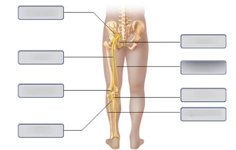 The Sacral Plexus Posterior View Diagram Quizlet