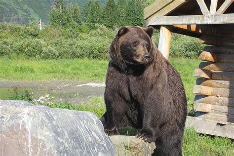 Alaska Wildlife Conservation Center Shuttle from Anchorage 2024