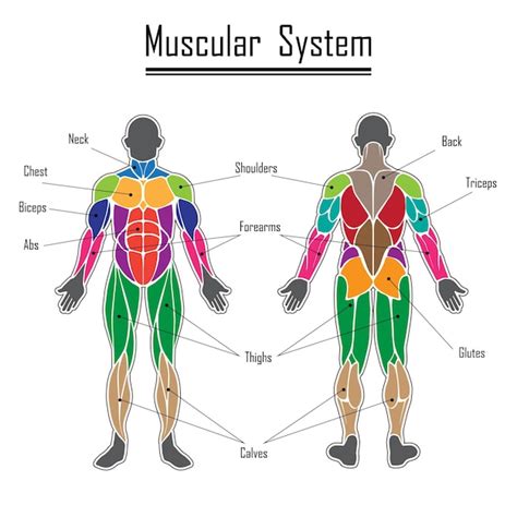 Imágenes de Nombres Sistema Muscular Descarga gratuita en Freepik