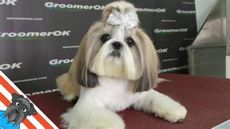 Shih Tzu Dog Grooming Comfortable Home Haircut Youtube