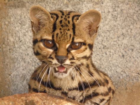 Amea Ado De Extin O O Gato Maracaj Possui Caracter Sticas Especiais