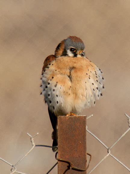 American Kestrel American Kestrel Tim Avery Photos