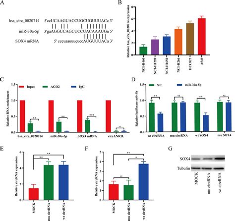 Hsacirc0020714 Upregulates Sox4 Expression Via Sponging Mir 30a 5p In