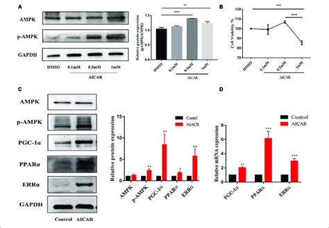 Activation Of Ampk Improved The Metabolic Maturation Of Hipsc Cms