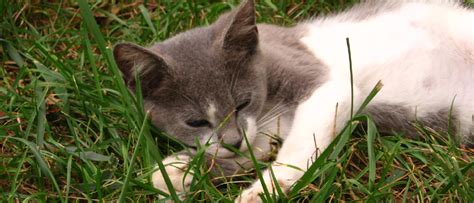 What Does It Mean When A Male Cat Kneads You The Surprising