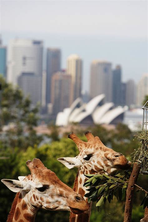 Taronga Zoo Animals Recieve Christmas Gifts » Design You Trust — Design ...