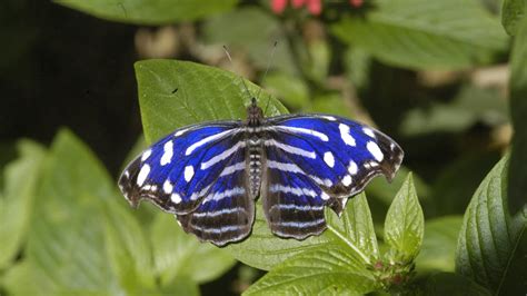 Butterfly Rainforest Moment Tropical Blue Wave Youtube