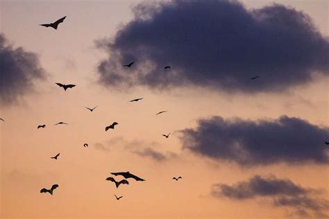 How to Experience the Bats Phenomenon at Congress Bridge in Austin, TX | UrbanMatter Austin