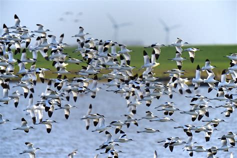 Migration: Animals Often Travel to Make Life Easier