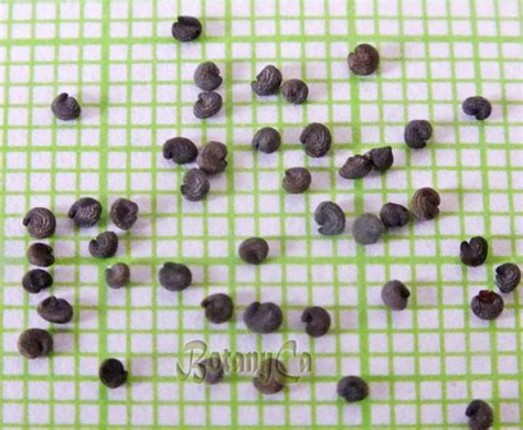 Gypsophila cephalotes – Botanically Inclined – Seed Adventures