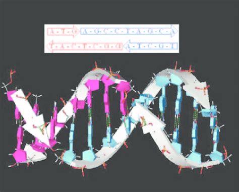 Scheme 1. DNA sticky ends: Two double helical DNA molecules capable of ...