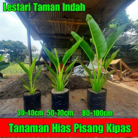 Jual Tanaman Hias Pisang Kipas 1 Meter Pohon Pisang Kipas Tinggi 1