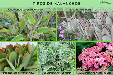 Planta Kalanchoe Cuidados Y Para Qu Sirve Gu A Completa Con V Deo