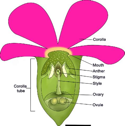 Scale Drawing Of The Longitudinal Section Of A Brevis Flower Based On Download Scientific