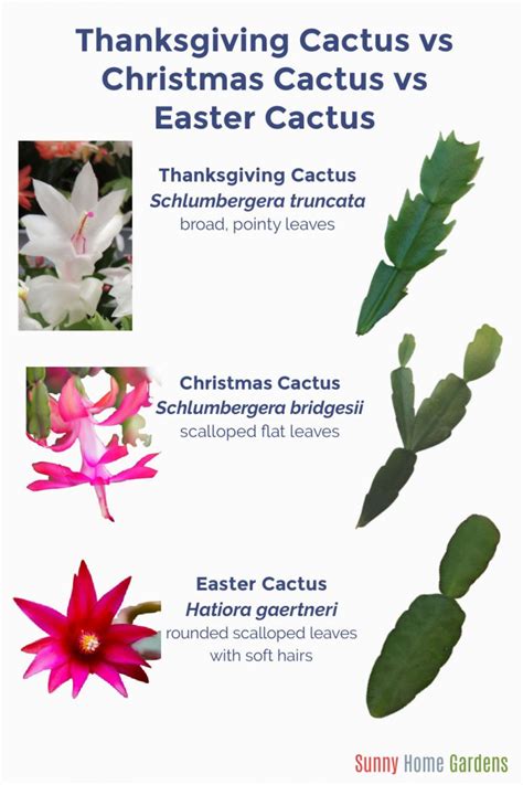 Christmas Cactus Vs Thanksgiving Cactus Vs Easter Cactus - Sunny Home Gardens