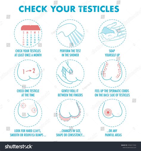 Testicles Self Exam Testicle Cancer Symptoms เวกเตอร์สต็อก ปลอดค่า