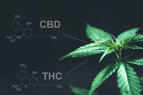 The Main Principles Of Cbd Vs Thc Key Differences Benefits And