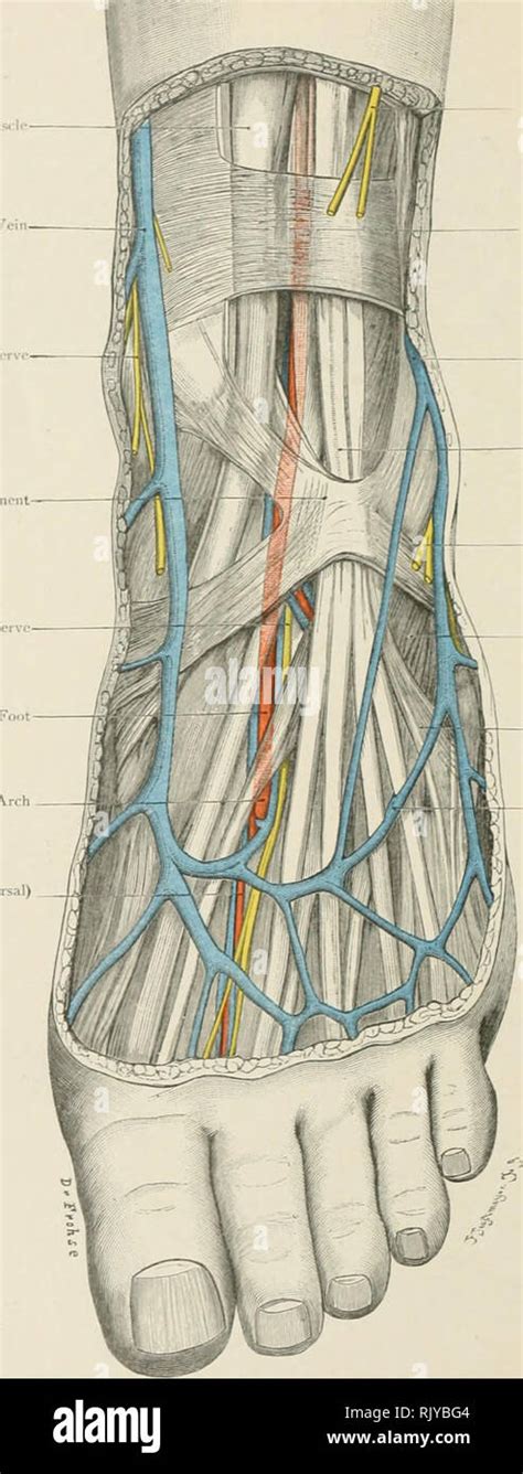 Dorsal Venous Arch Of Foot Hi Res Stock Photography And Images Alamy