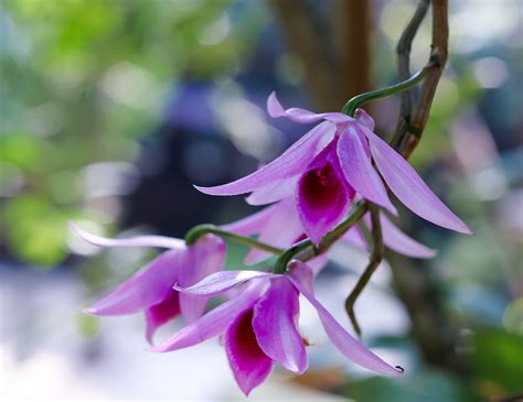 Flores Orquídeas Plantas Foto Gratis En Pixabay Pixabay