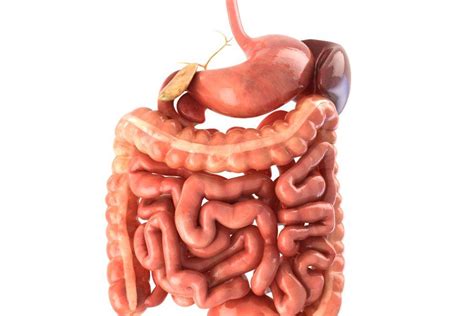 Digestive System Animated High Quality 3d People Models Creative