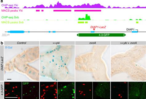 Svb Interacts With Yki To Regulate Diap Expression A Drawing Of The