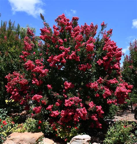 Murray Bridge Near Thiele Reserve Flowering Crepe Myrtle Flickr