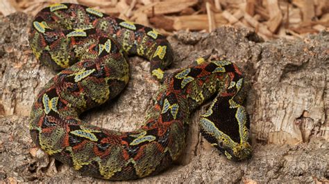 Fresh Shed, Rhino Viper. Cameroon Locale known for its reds, yellows ...