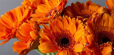 Flower Spotlight: Discover the Beauty of Gerbera Daisies - FiftyFlo...