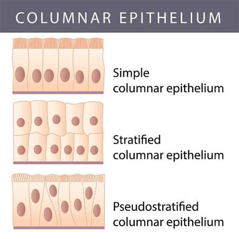 Epithelial Cells The Definitive Guide Biology Dictionary