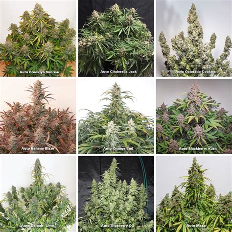 Cannabis Flowering Stage How To Guide Dutch Passion