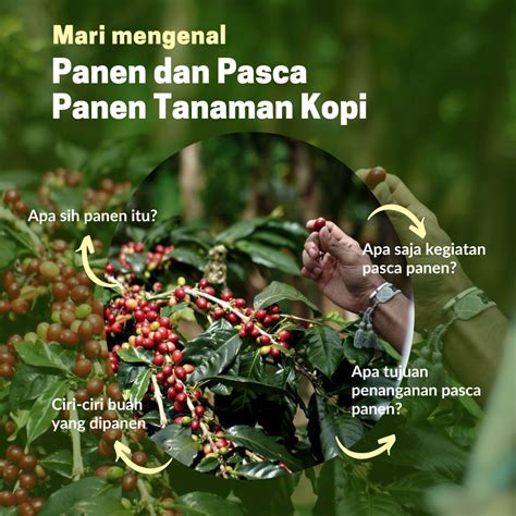 Panen Dan Pasca Panen Tanaman Kopi