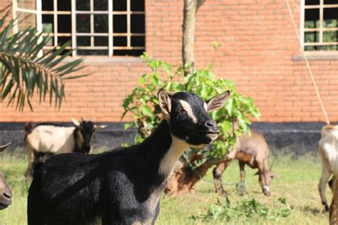 Malawi Mbuzi (Goat) Project - Drop of Compassion