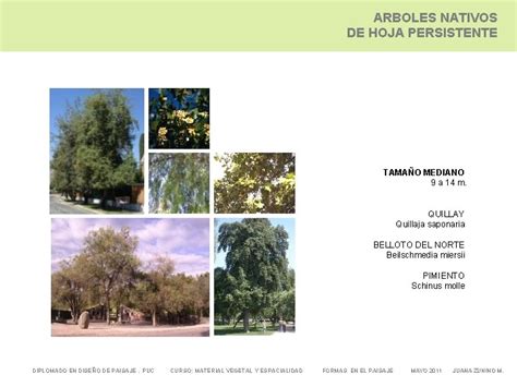 Arboles Nativos E Introducidos De Clima Mediterrneo Curso