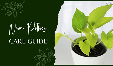 Neon Pothos Care Maintenance And Propagation Podhya