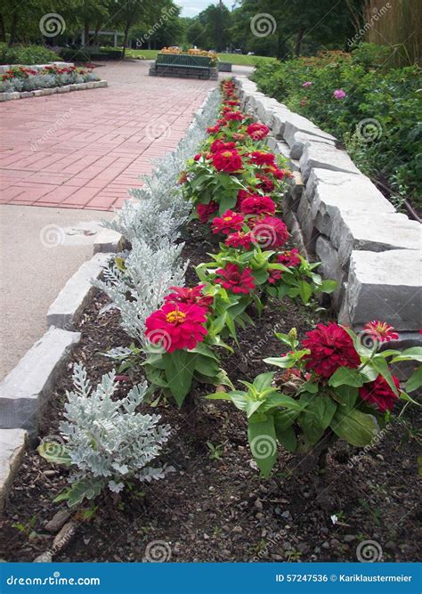 Dusty Miller Plant stock photo. Image of miller, garden - 57247536