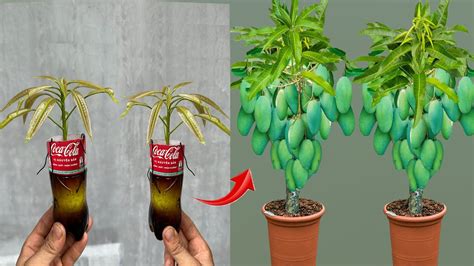 Video Summarizing Top Mango Propagation Techniques Using Coca Cola