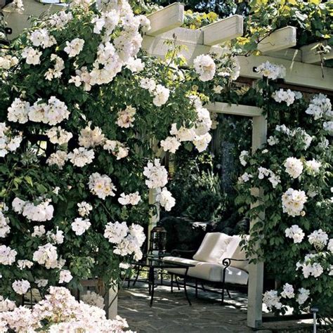 Sally Holmes Climbing Rose Plantsroses