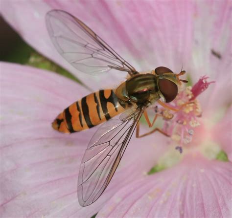 Episyrphus Balteatus Female S Rae Flickr