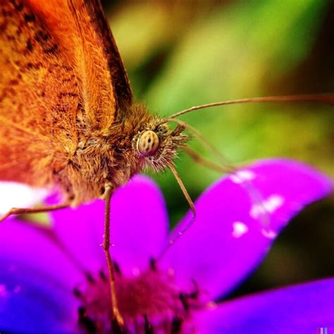 Premium Photo Close Up Of Butterfly On Flower