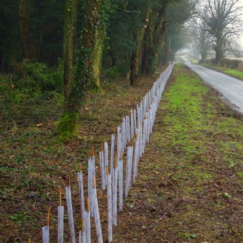 Hawthorn Hedgerow Packs Hawthorn Hedging British Hardwood Tree Nursery