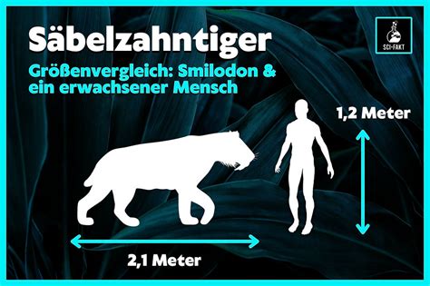 Säbelzahntiger Steckbrief And 10 Fakten über Säbelzahnkatzen