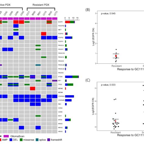 Egfr Amplification As A Potential Biomarker To Predict The Efficacy Of