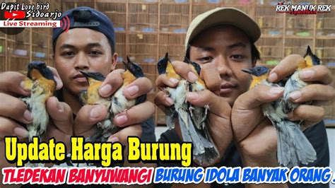 Harga Burung Tledekan Gunung Banyuwangi Burung Jadul Sekarang Jadi