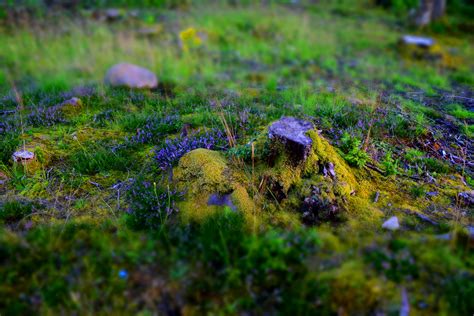 Banco De Imagens Natureza Floresta Rocha Plantar Gramado Prado